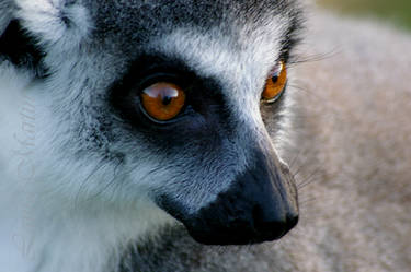 Lemur V