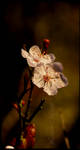 Winter Blossom by Caelitha