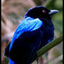 Fairy Bluebird II