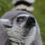 Lemur XI