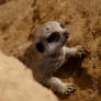 Baby Meerkat II
