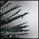 Pine Droplets II by Caelitha
