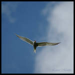 Tern II by Caelitha