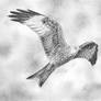 Red Kite