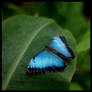 Morpho