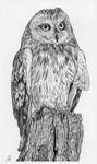Owl Eyed by Caelitha