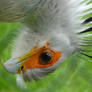 Secretary Bird