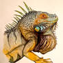 A Portrait of Iguana iguana