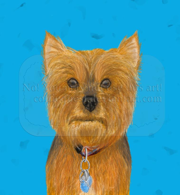 Commission--pet portrait--Yorkie