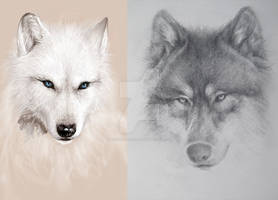 wolf sketches