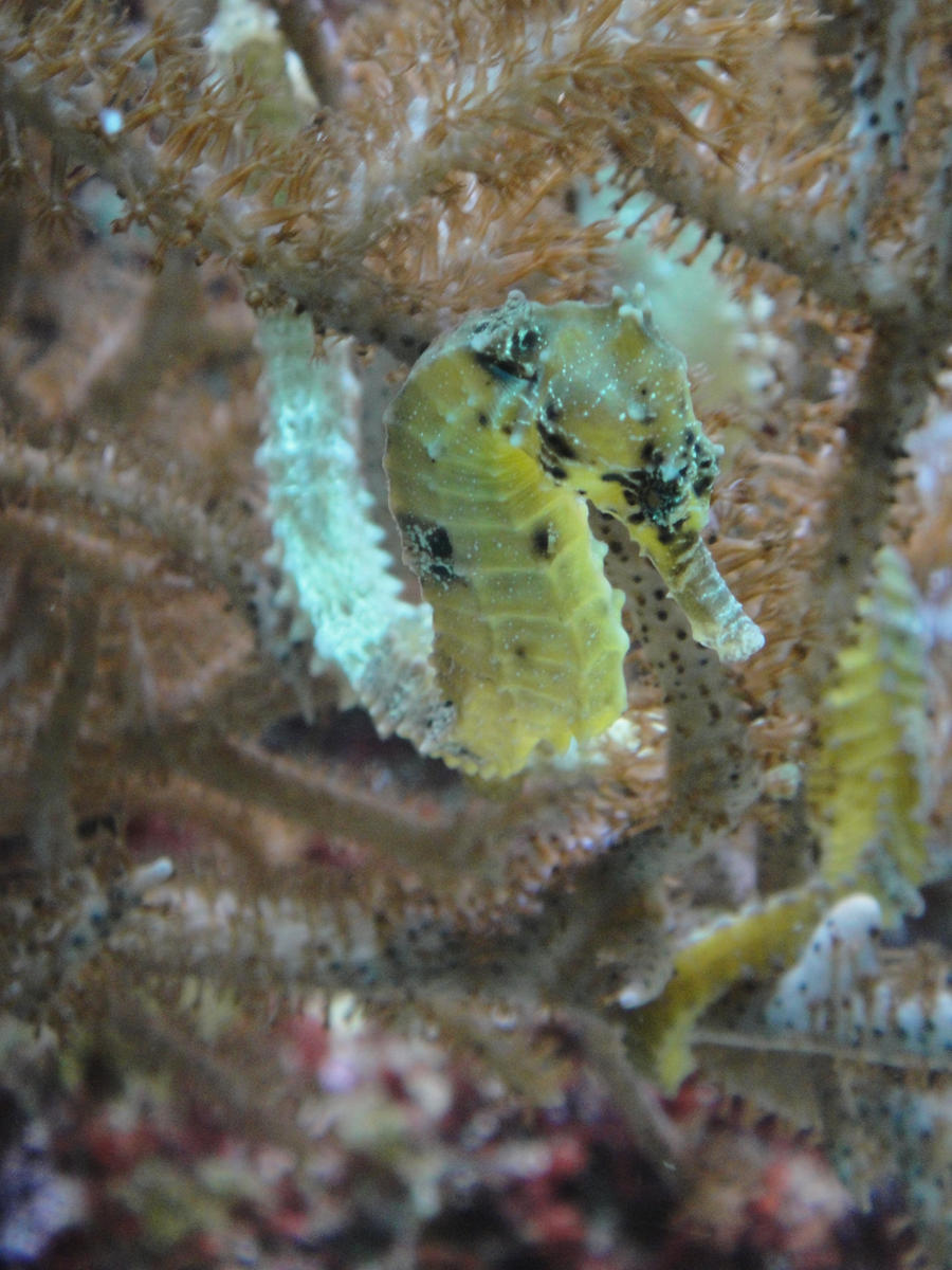 Seahorse