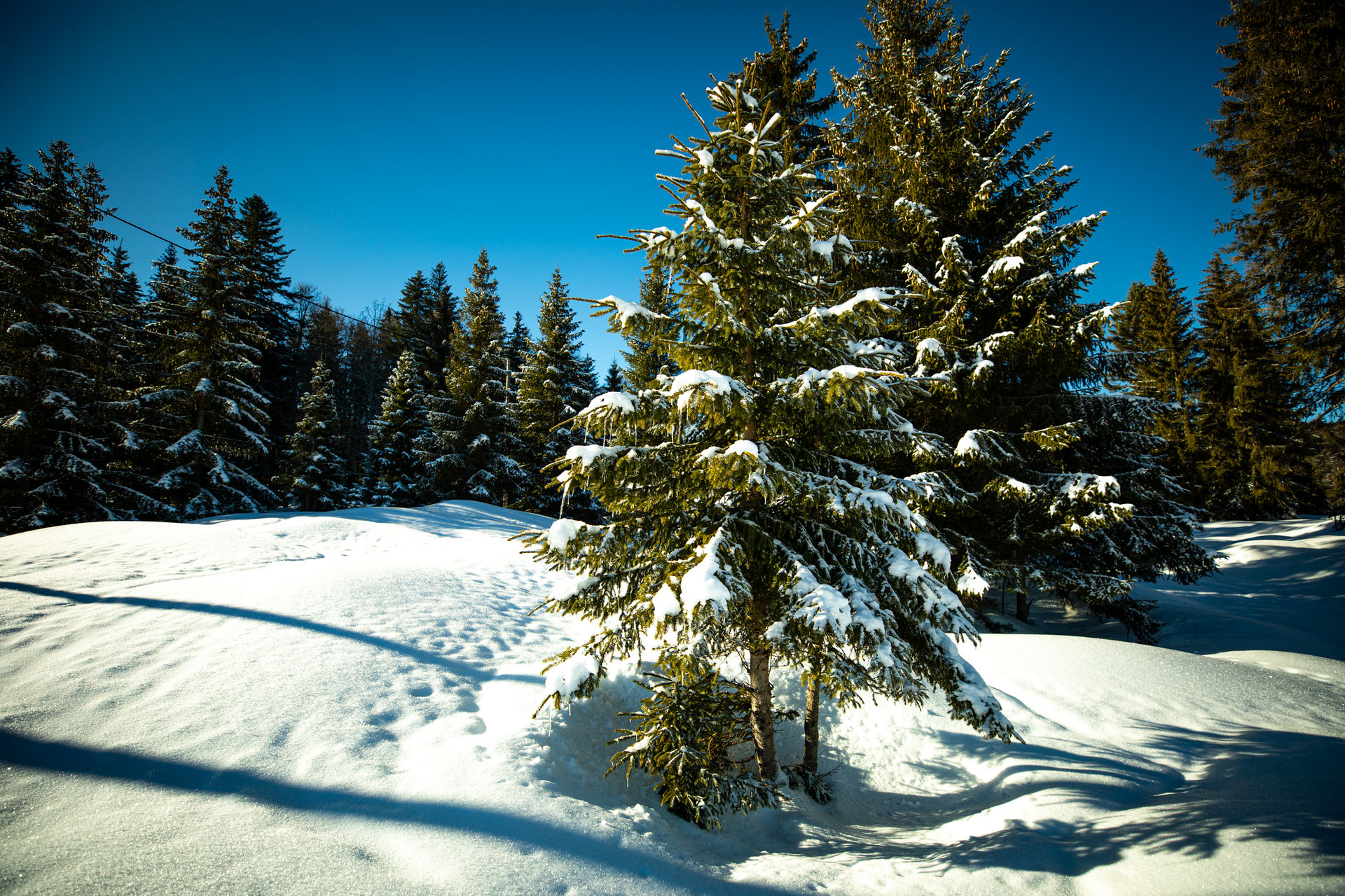Fr Snow Firs In Snow by MountainSkald on DeviantArt