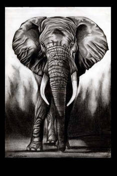 African Elephant