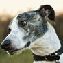 Spanish Greyhound-Mixed Breed