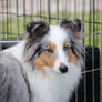 Sheltie