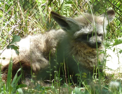 Bat eared cutie