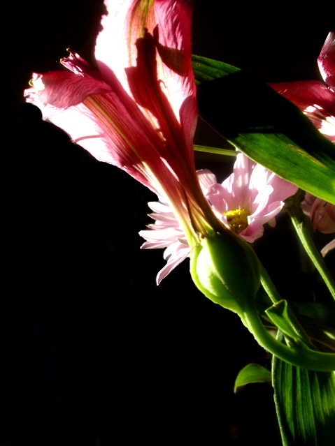 Freshly Cut Summer Flowers