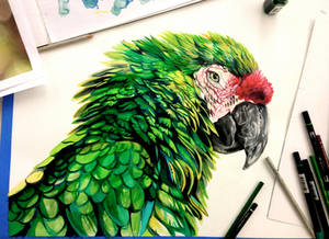 Parrot Drawing