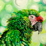 Parrot Drawing