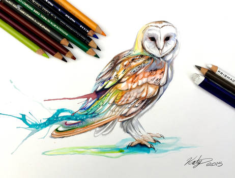 207- Barn Owl