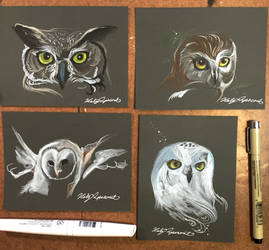 335- 4 Owl Sketches