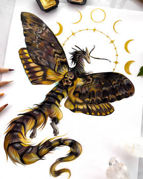 25.04 - Death's Head Hawkmoth - Still 04