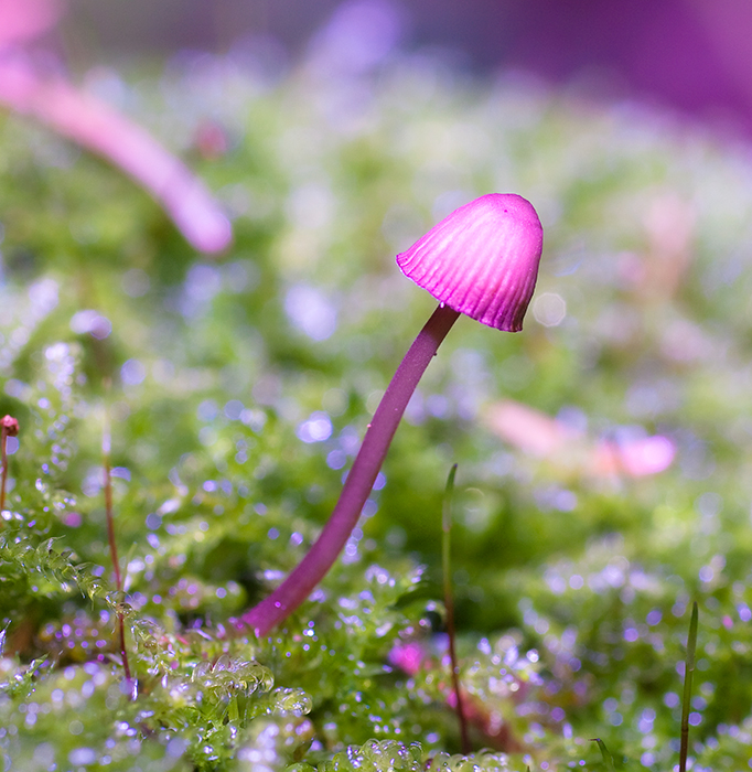 Pretty in pink