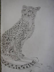 Cheetah