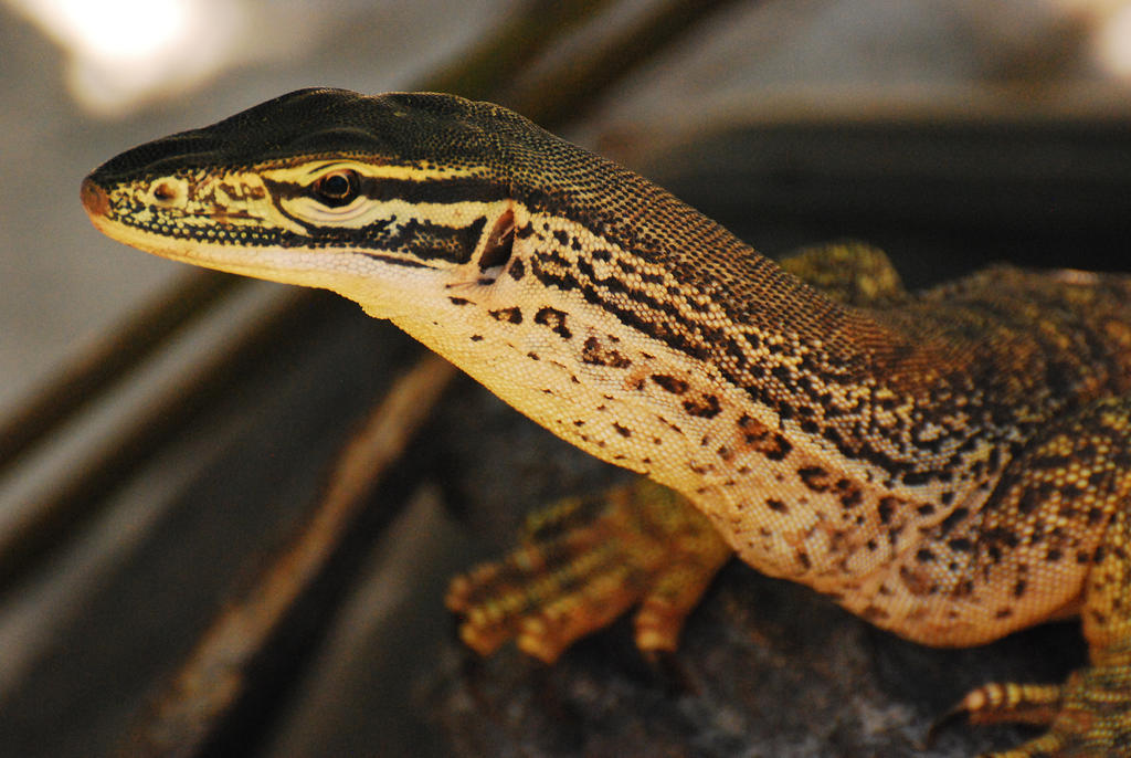 Monitor Lizard by OwenHuwMorgan on DeviantArt