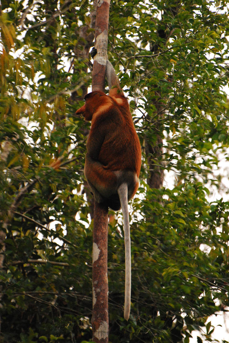 Proboscis Monkey by OwenHuwMorgan on DeviantArt