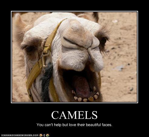 Gorgeous Camel Face