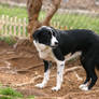 Border Collie Stock [Tex] 3