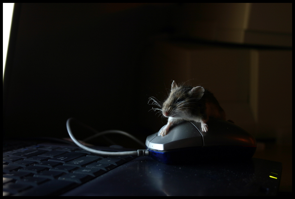 Get off my mouse... mouse