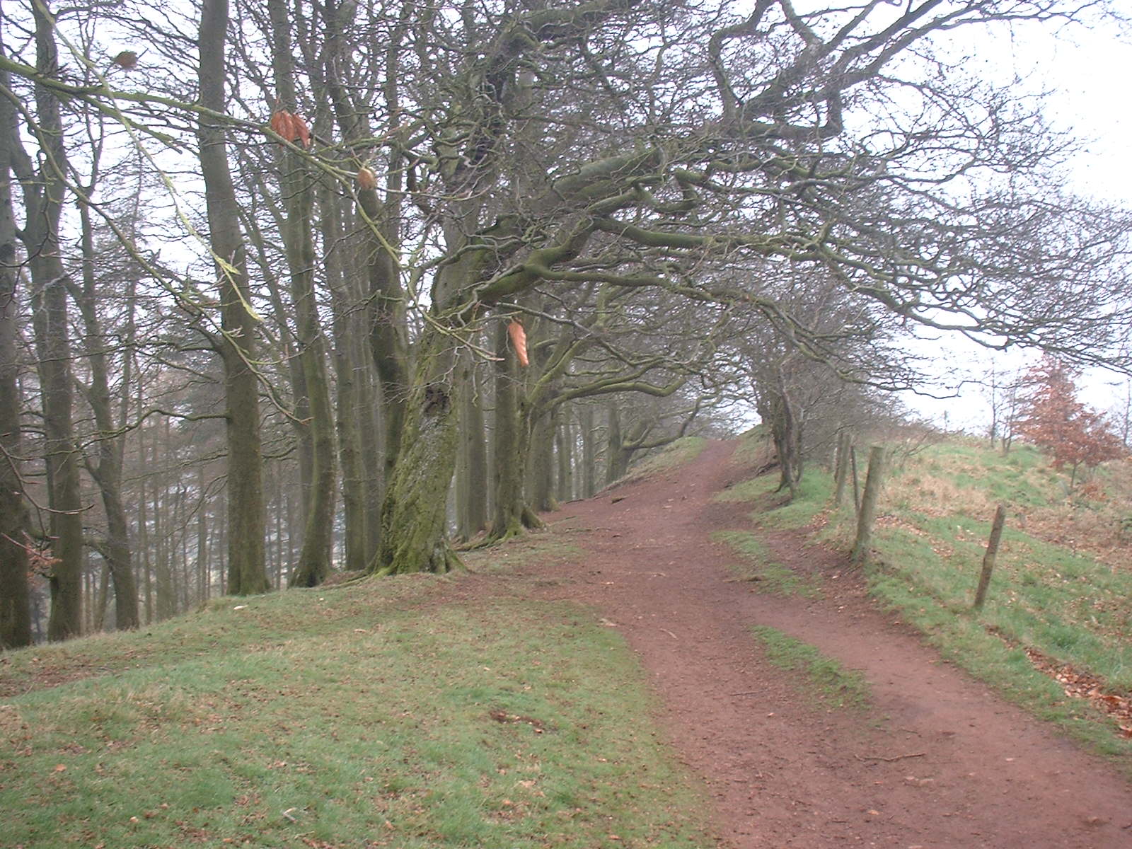 Arched Pathway