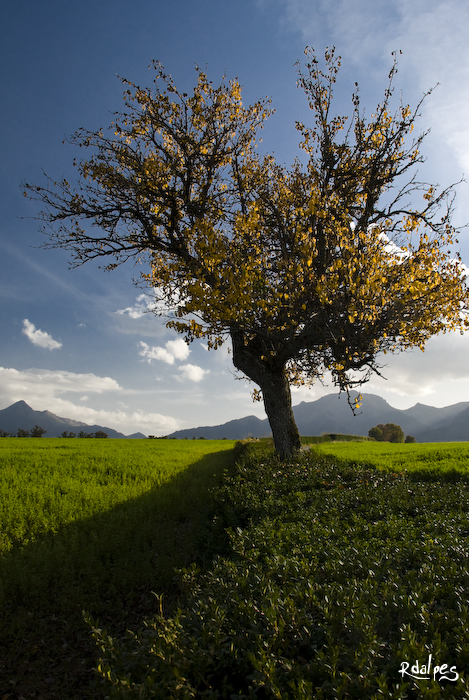 Arbre jaune