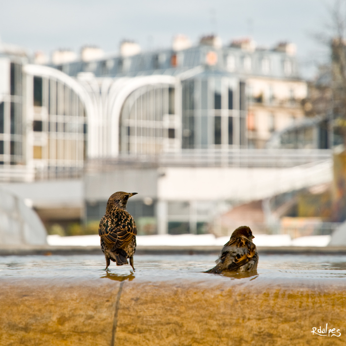 2 Titis parisiens