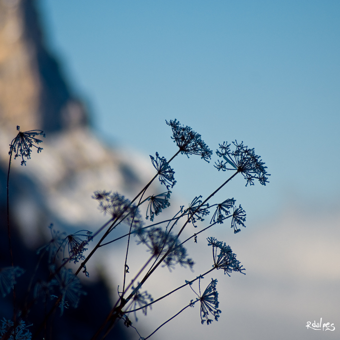 winter's flower