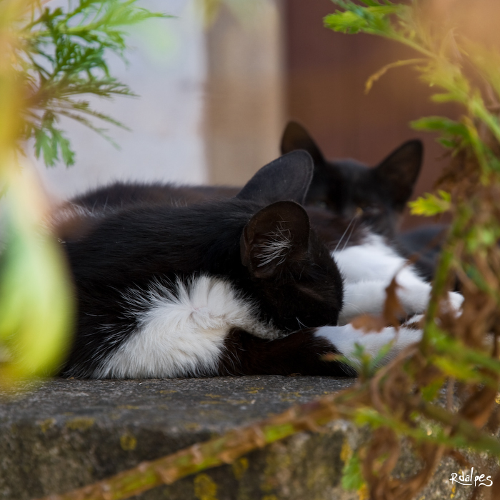 Ears of the street