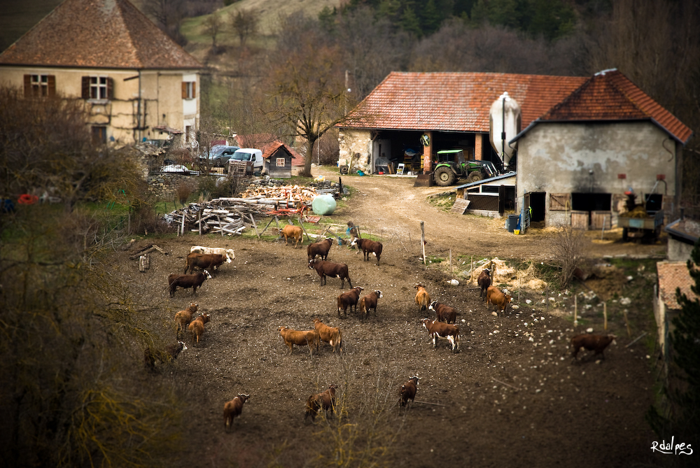 The farm