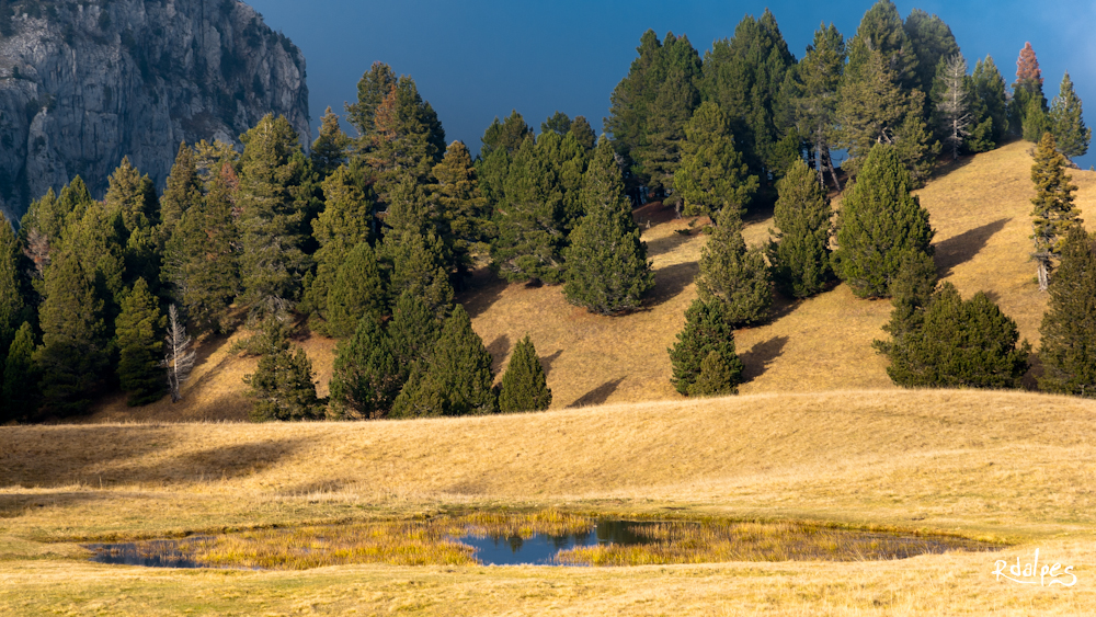 Pines at evening