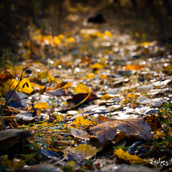 the death of a leaf