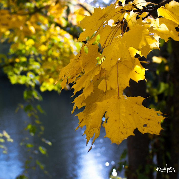 yellow autumn