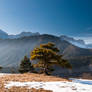 A pine in the light II