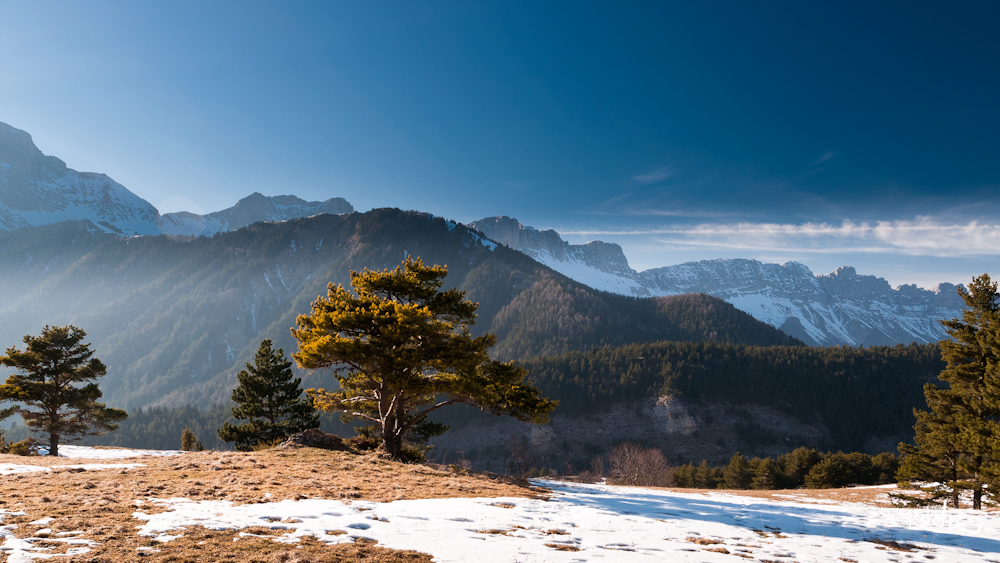 A pine in the light II