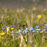 in the fields