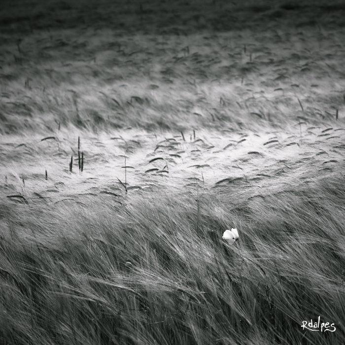 poppy in the wind