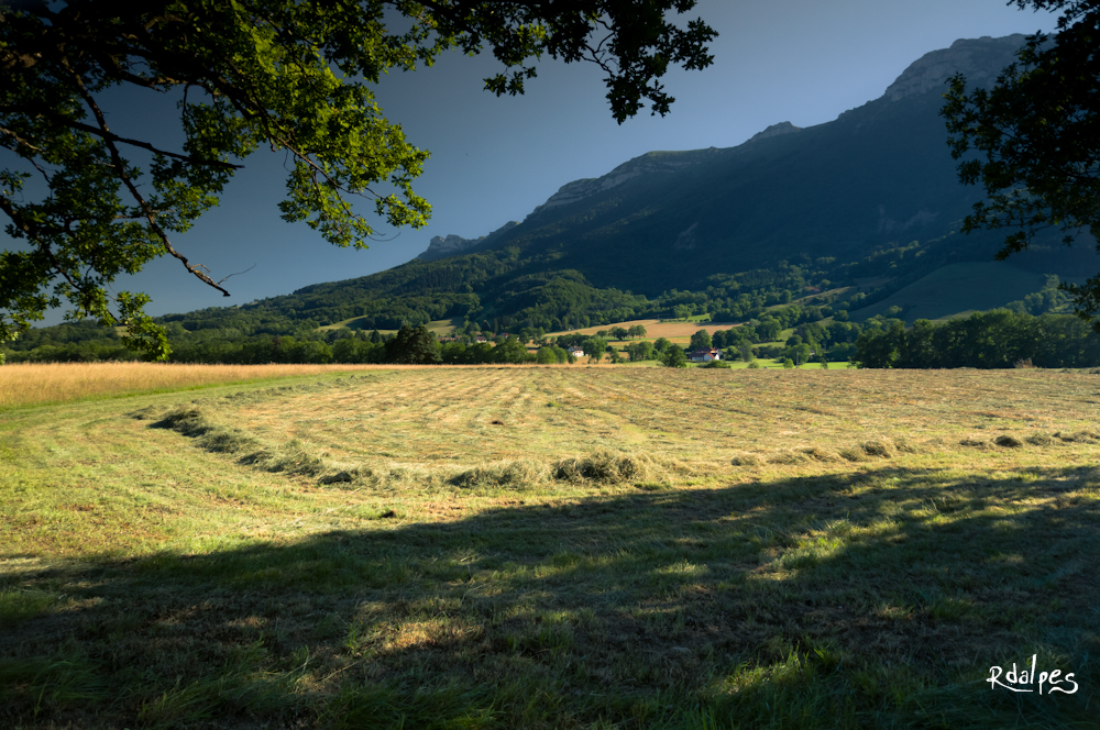 Summer in the field