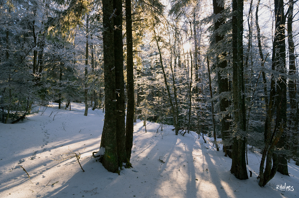 sous le givre