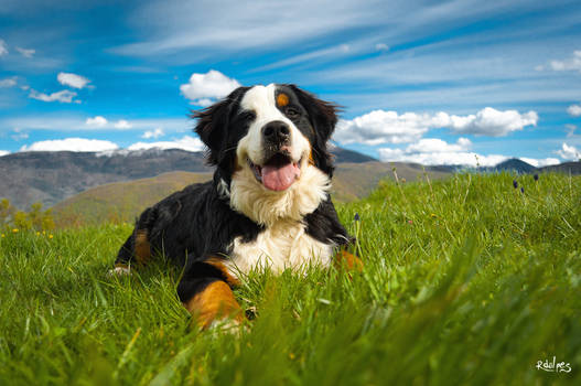 in the grass