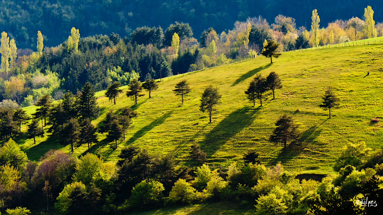 shadows of the afternoon